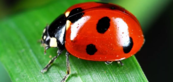 CloudLinuxÐÞ¸´Imunify360ÖеÄPHP·´ÐòÁл¯Îó²î.png CloudLinuxÐÞ¸´Imunify360ÖеÄPHP·´ÐòÁл¯Îó²î.png